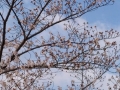 桜　2021-7