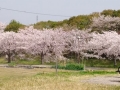 桜　2021-10