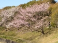 桜　2021-1
