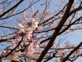 桜　2021-4