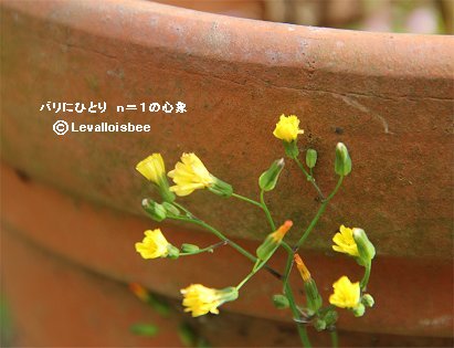 植木鉢のそば名も知らぬ黄色い花downsize