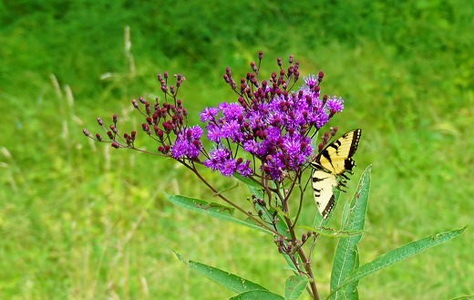 DSC00100.jpg