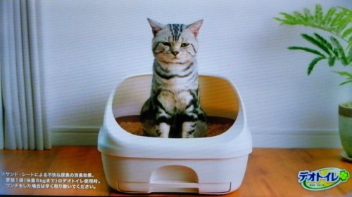 デオトイレのCMに出てくる猫ちゃん6