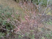 レンゲツツジの花芽