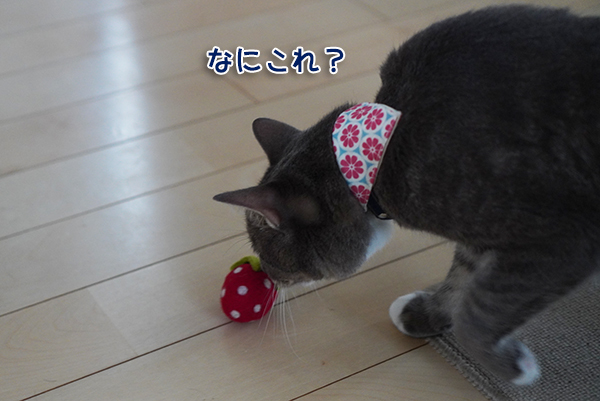 DSC07559.jpg