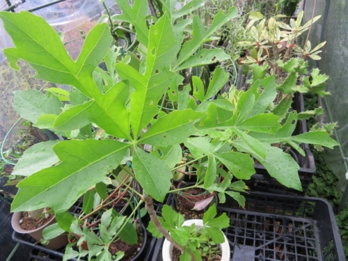 クッソニア・パニキュラータ（Cussonia paniculata)南アフリカ、ヨハネスブルク辺り、耐寒性有、耐干性もある、ずんぐり塊根植物2020.07.01