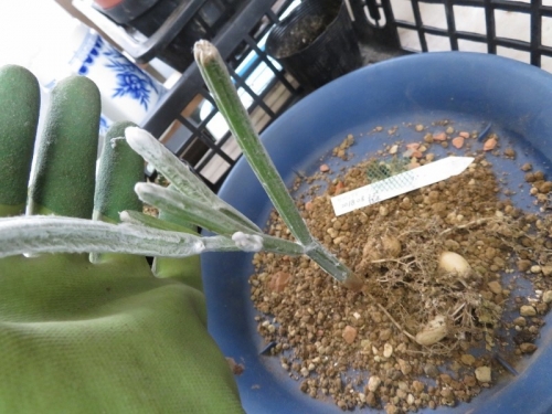 セイリギア・フンベルティー（Seyrigia humbertii)2018.08.22挿し木苗を抜いてみるとレンコンの様な塊根ができています♪2020.07.04