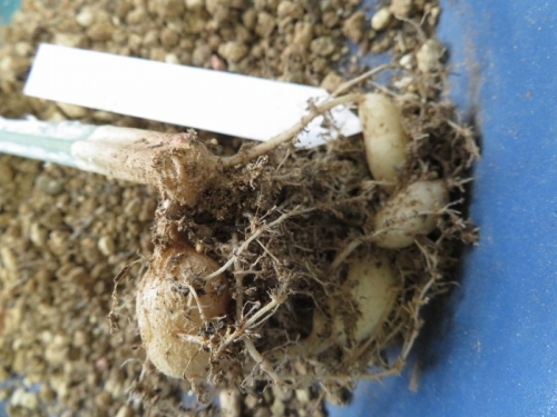 セイリギア・フンベルティー（Seyrigia humbertii)2018.08.22挿し木苗を抜いてみるとレンコンの様な塊根ができています♪2020.07.04