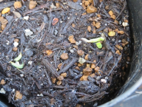 セロペギア・シモネアエ（Ceropegia simoneae）昨年秋にできた種鞘が弾けたので2020.06.26)種蒔きしておきました。発芽しています。2020.07.10