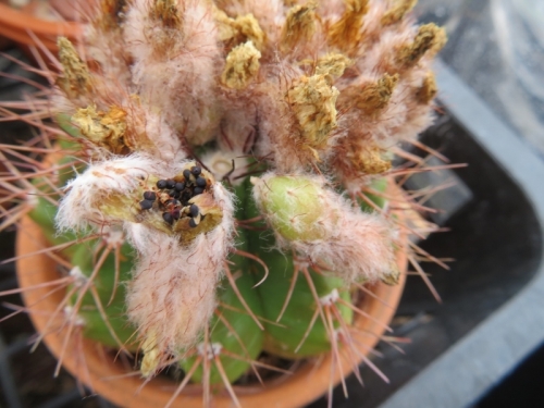 ノトカクタス・青王丸(Notocactus ottonis)自家受粉で一つの株から別花花粉付けで種子がたくさん採れました。2020.07.14
