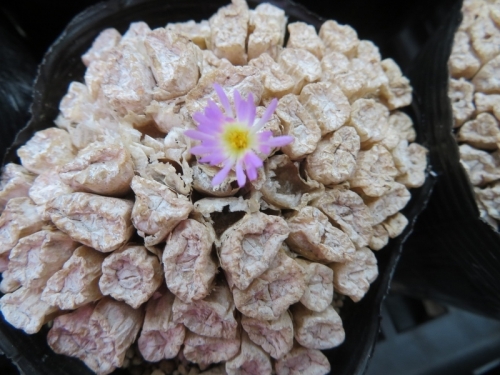 コノフィツム・エクティプム(Conophytum ectypum )ピンク花、１輪だけ、狂い咲いています。(ToT)2020.07.15