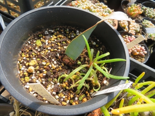 ウェルウィッチア・ミラビリス、奇想天外、砂漠万年草（Welwitschia mirabilis)2020.0505