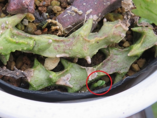 セロペギア・シモネアエ（Ceropegia simoneae）赤●部分、鉢内こぼれ種発芽しています♪双葉。2020.07.30