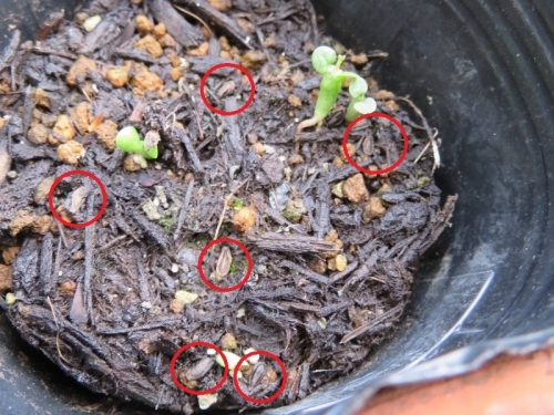 セロペギア・シモネアエ（Ceropegia simoneae）こぼれ種発芽しています♪双葉。赤丸部分に種子が見えますがまだ発芽するでしょうか。2020.07.30