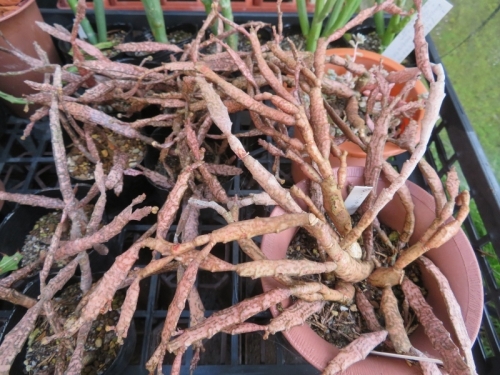 ユーフォルビア・プラティクラダ（Euphorbia platyclada)マダガスカル原産、地味な花と実ができています。2020.08.03