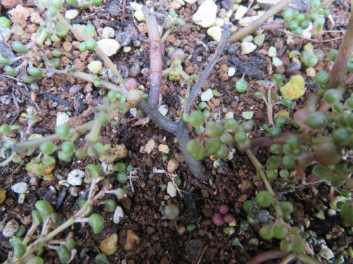 ピレア・グロボーサ（Pilea serpyllacea globosa)ペルー・クスコ原産、高温多湿に弱そうです。2020.08.05