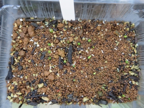 アリオカルプス自家採取種子実生、2020.07.10、白花種子、遅れて発芽しましたが出揃ってきました。2020.08.22