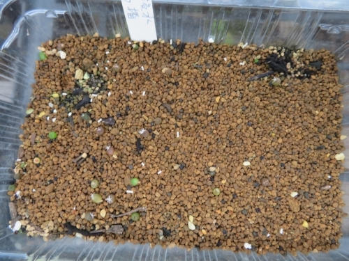 アリオカルプス自家採取種子実生、2020.07.10、赤花種子、先に発芽しましたが、暑さのせいか用土面に痛みが出ています。2020.08.22