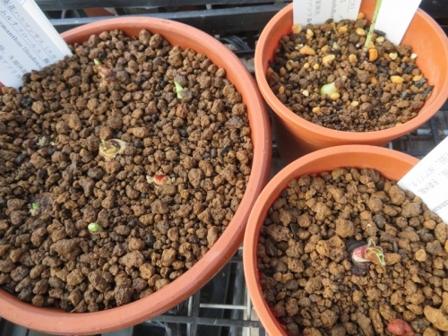 スカドクサス・ムルチフロスHaemanthus(Scadoxua)multiflorsu、半分腐った球根を2020.08.19再度掃除して清潔な用土で植え替えしておきました。葉芽が動いています。202