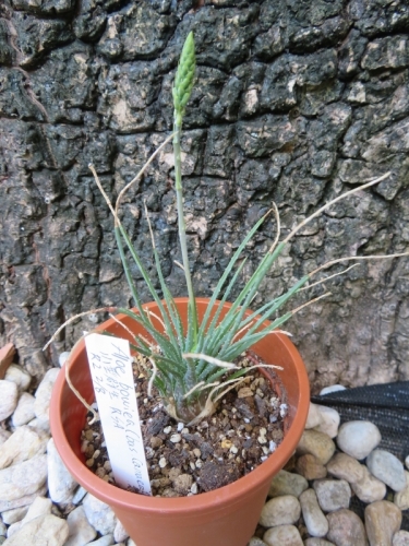 アロエ・ボウィエア（Aloe bowiea)、小型アロエ、花芽が2つ来ています♪2020.09.05