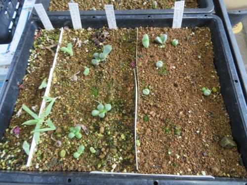 葉物メセン自家採取種子、実生苗、プラクテオラ、アロイノプシス、ケイリドプシス、アルギロデルマ他(2020.01.19)～うまく育っていません(T_T)植え替えします。2020.09.21