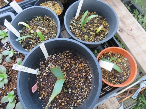 赤花マユハケオモト自家採取種子、実生苗、1年生～発芽から1年間常緑で生きています。2020.09.29