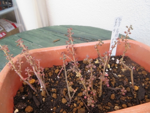 ピレア・グロボーサ（Pilea serpyllacea globosa)、大株が枯れて挿し木苗の生き残りを寄せ植えにしました。2020.09.17