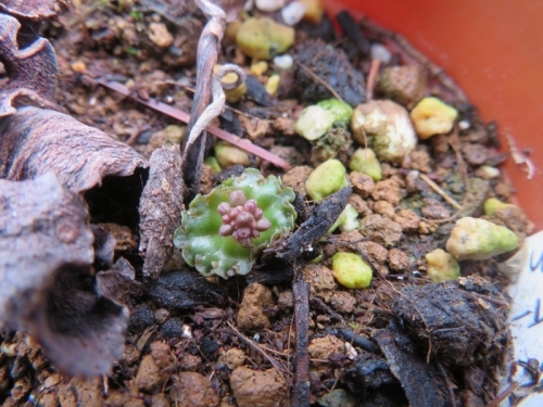 クラッスラ・サキシフラガ（Crassula saxifrga＝capensis)夏休眠から目覚めすでに花芽もあります2020.10.05