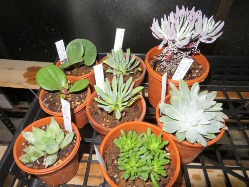 冬型多肉植物、クラッスラ・サキシフラガ(左上）、オトンナ・レトロルサ（上中）、他ダドレアなど2020.02.23
