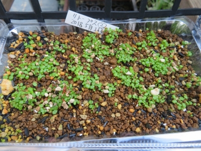 リトープス(ホムセン入手）自家採取種子②、2018年５月採取の花柄のまま保存していた種子を蒔きました。2020.09.22