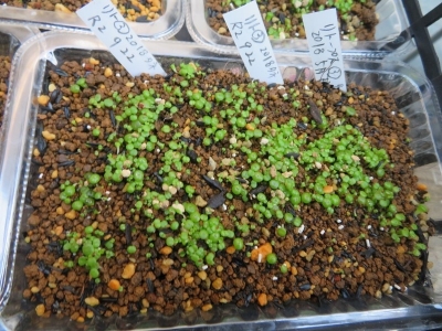 リトープス(ホムセン入手）自家採取種子③、2018年５月採取の花柄のまま保存していた種子を蒔きました。2020.09.22