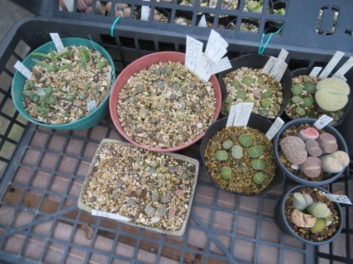 リトープス、ホムセン入手（2015～17）の開花から、自家採取種種子実生苗の生き残り、⑦～2020.10.23