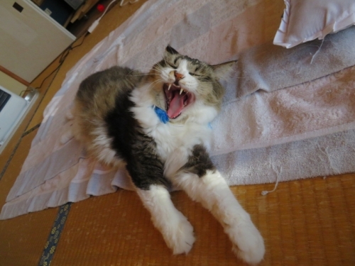 我が家の愛猫、伊豆子ちゃん、大あくび中ちゅ～♪2020.10.25
