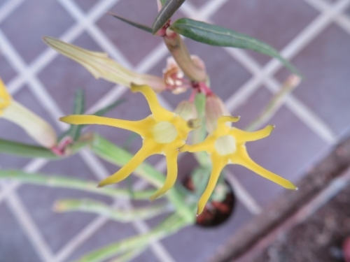 セロペギア・ディコトマ斑入り（Ceropeia dichotoma variegata)黄色花、開花中♪、花先端が尖り纏まってくっ付いているので剥がしてみますとキレイに咲きました。2020.11.07