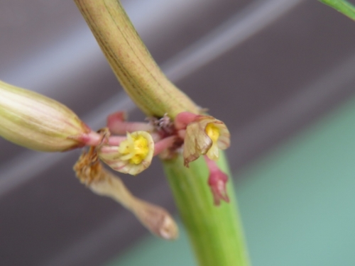 セロペギア・ディコトマ斑入り(Ceropeia dichotoma variegata)花先端が尖り纏まった部分を剥がしてみますとキレイに咲きました。ついでに花を剥いて交配してみました。2020.11.07