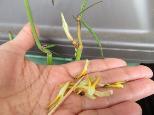 セロペギア・ディコトマ斑入り（Ceropeia dichotoma variegata)花先端が尖り纏まった部分を剥がしてみますとキレイに咲きました。ついでに花を剥いて交配してみました。2020.11