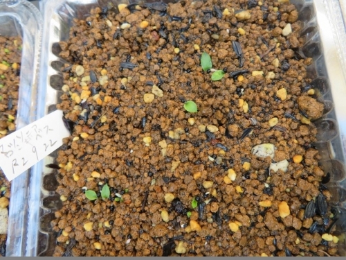 マッソニア・プスツラタ（2019.03.26自家採取種子を、2020.09.22実生しました♪２ヶ月弱経過ようやく発芽しています。2020.11.17