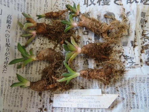 アロイノプシス・花錦(Aloinopsis rubrolineata = Nananthus　rubrolineatum)2017.01.26冬期室内実生した株がこんな塊根に育っていました。2020.11.23