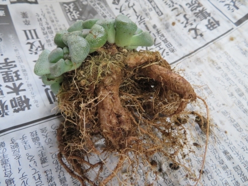 アロイノプシス・唐扇（Aloinopsis schooneesii)、なんとなく危うそうなので抜いて植え替えしました。塊根はこんな姿。３号鉢（９ｃｍ）に植え付けました。2020.11.23