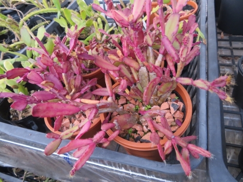 毛の生えた、イースターカクタス(ゲ氏孔雀）（Hatiora gaertneri)ピンク花、棚上で赤紫に紅葉中。2020.12.01