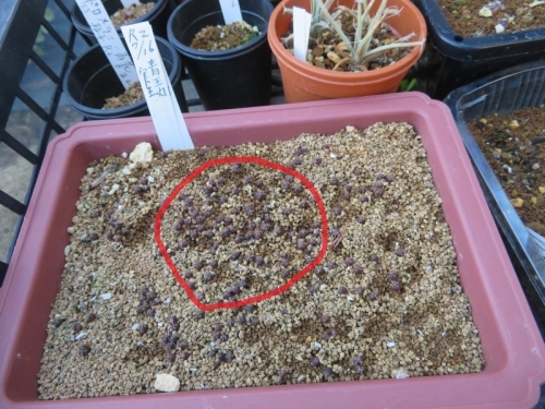 ノトカクタス・青王丸（2020.07.16、自家採取種子）なんだか紫色になり成長が止まっている感じ～2020.12.08