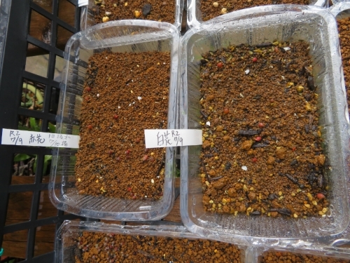 アリオカルプス・赤花、白花、自家採取種子実生苗（2020.07.10)５カ月経過～2020.12.11