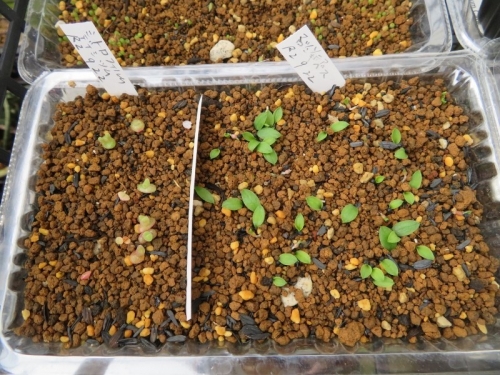 マッソニア・ロンギベス・プスツラタ（2019.03.26自家採取種子を、2020.09.22実生しました♪３ヶ月弱経過、結構、発芽しています。2020.12.12
