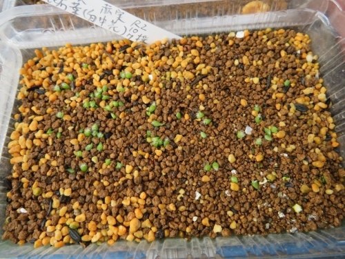 レピスミウム・クルシフォルメ(昆布葉、白花、赤実、自家採取種子実生）2020.10.07、２ヶ月経過、順調に発芽しています。2020.12.12