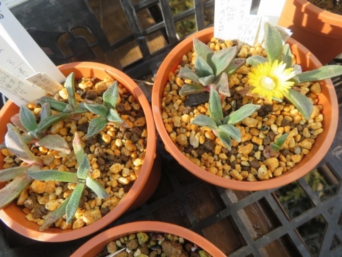 アロイノプシス・花錦(Aloinopsis rubrolineata = Nananthus　rubrolineatum)2017.01.26冬期室内実生した株。黄色花が咲いています。2020.12.23