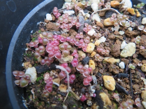 ピレア・グロボーサ（Pilea serpyllacea globosa)、挿し木苗は枯れてしまいましたが、後に少なからずこぼれ種発芽しています。2021.01.05