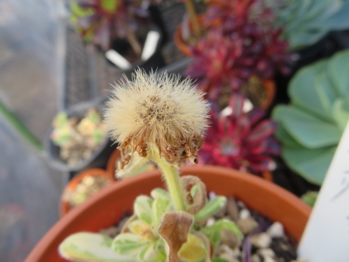 斑入りだるま菊に綿種子ができています。2021.01.10