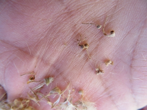 斑入りだるま菊に綿種子ができています。ほぐしてみますと、少しだけ黒い粒がありました。2021.01.10