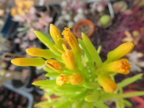 セネシオ・バーバートンニクス（Sencio barbertonics）、マウンテンスパイケ、秋に先端枝に花芽が上がり冬に長く咲く黄色い花。2021.01.17