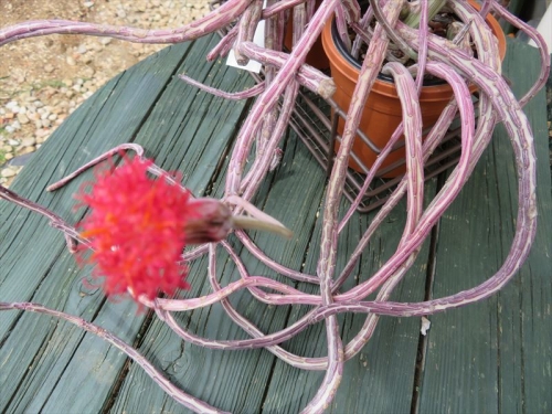 セネシオ スタペリフォルミス ミノール、くねくね～しな垂れる細目の茎先端に真っ赤な花が咲きました♪2021.04.24